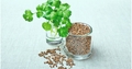 featured image thumbnail for post 8 THINGS YOU MUST KNOW ABOUT CORIANDER