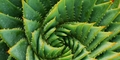 featured image thumbnail for post 8 THINGS YOU MUST KNOW ABOUT ALOE VERA